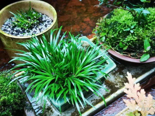 菖蒲过冬攻略：保暖防寒篇