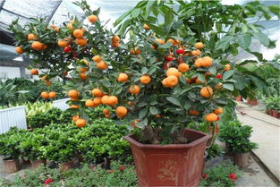 湿度要讲究，喷水不Neng少