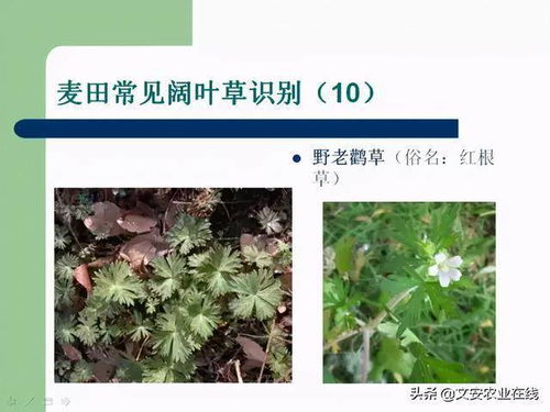 唑胺酮除草剂与唑安同除草剂的对比