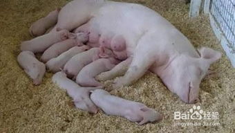 母猪产前减料、产后加料，具体操作有哪门道？