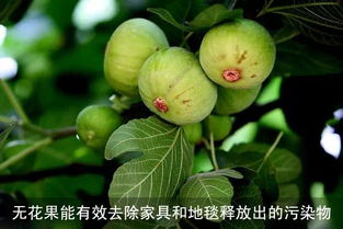 “无花果树品种繁多，你家种了哪个