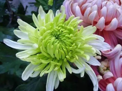 “名贵花卉，品种繁多