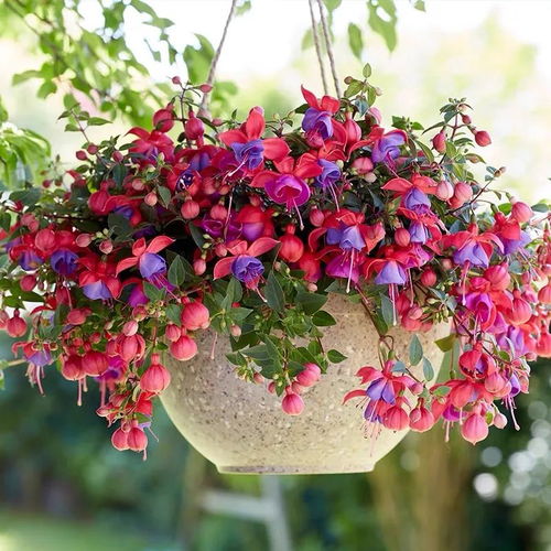 门前栽花，心情美美哒！