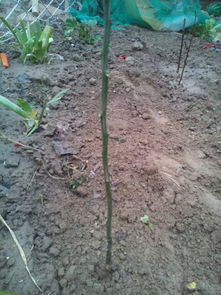 网购树苗，验收有妙招