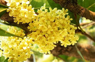 桂花树的生长之地揭秘