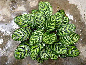 孔雀竹芋绽放，花美图赏爆品花卉