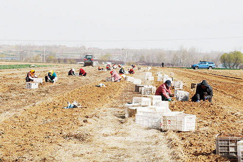 培土，要厚一点，再厚一点