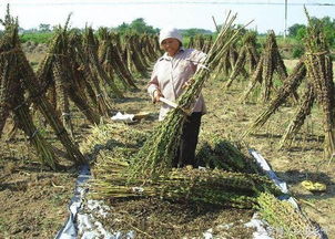 杜仲饲料价值高，亩产收益如何？种植杜仲划算吗？