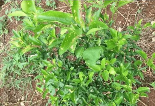 常见药害农药识别