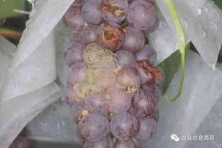 常用杀菌剂，你选对了吗？