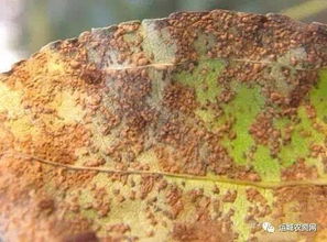 枣锈病，你了解多少？