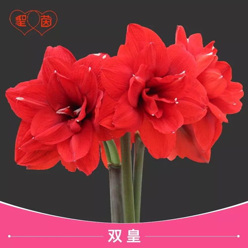 花卉批发，花卉产业的重点环节