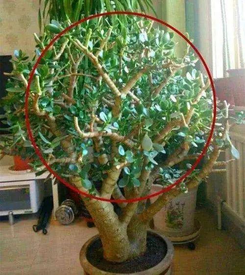 牡丹冬季修剪，先剪枝干