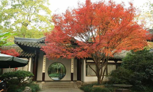 北方庭院适合种植哪些树木，以构建一个健康的绿色生态系统呢