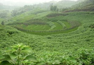 陇南生态农场的经验分享