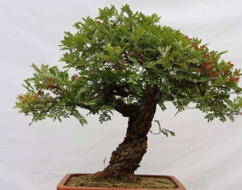 松树的美学价值