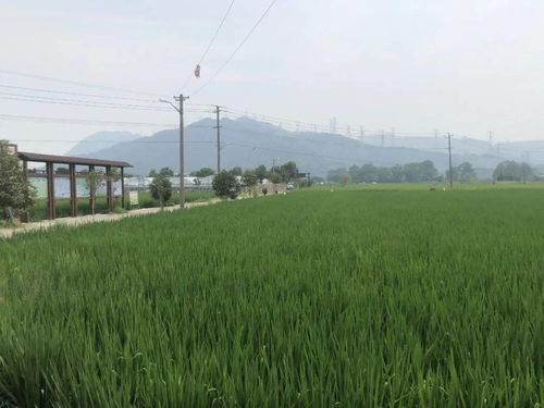 精耕细作型种植方案A