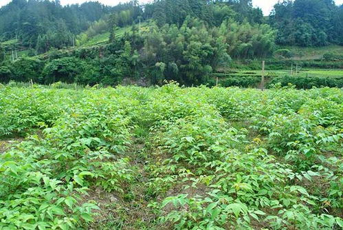 恩施高山种植区的“宽窄行交替法”