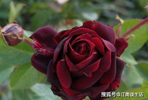 黑魔术月季优缺点，专家来说：