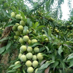 病害种类多， 防治要讲究