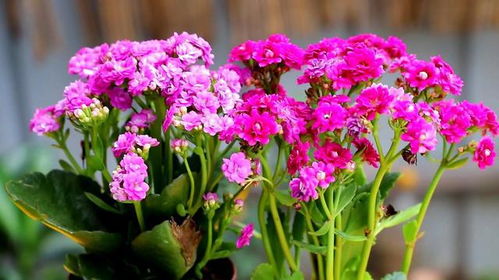 营养土非得买袋装的？揭秘自制营养土的省钱秘籍！