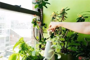 “花坛植物搭配，如何打造四季常青的绿意盎然