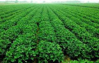 乙草胺， 使用有技巧