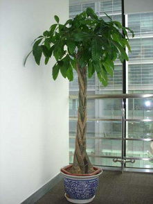 绿植租摆， 让空间焕发生机