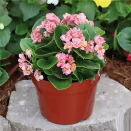 这些花千万别碰