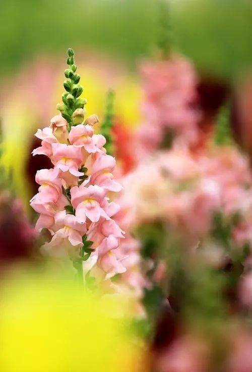 揭秘北向阳台花草为何总养不活