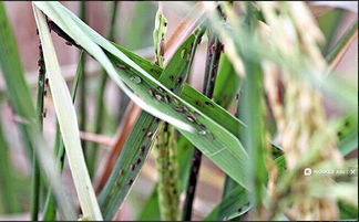 水稻虫害：农民的心头大患