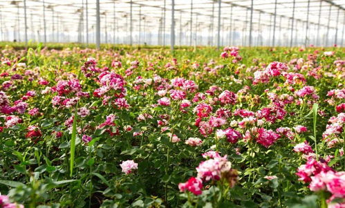 朱诗豪的月季园：一株花引发的致富传奇