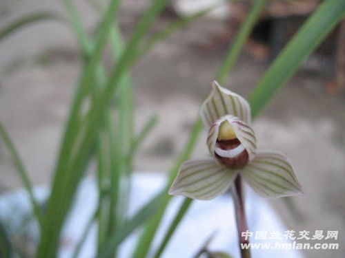 枯萎的兰花能否复苏？