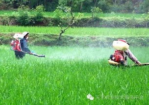 花椒打药，次数要讲究