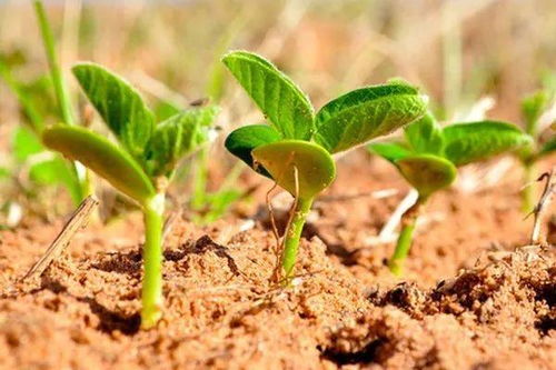 《狸藻种植要点》中，关于土壤pH值和光照强度的具体要求