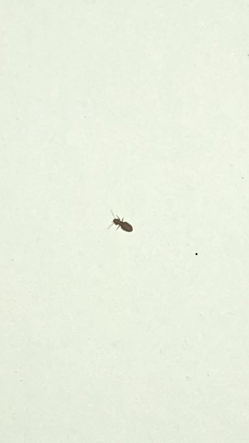 壁虎是否会在家中筑巢繁殖？