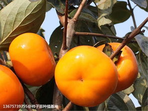 太秋甜柿：脆甜可口， 糖度惊人