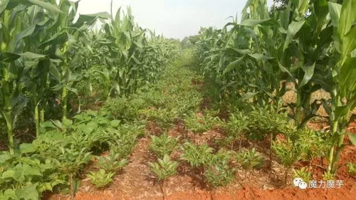 魔芋种植的底肥和追肥