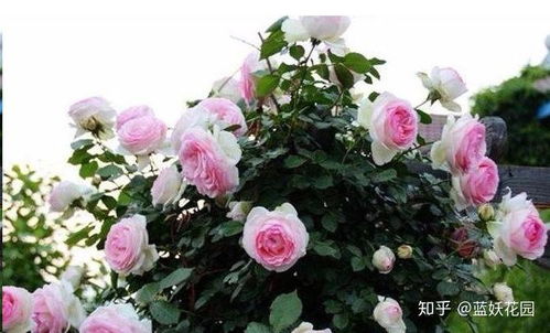 红达月季：藤本月季爆款，花界新宠！
