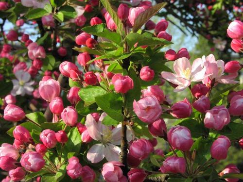 海棠币价格揭秘：100副海棠币多少钱？