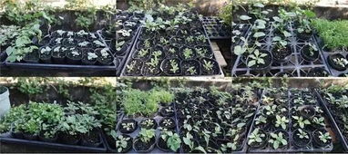 矮生藿香蓟：紫花绿叶， 花期长