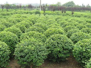 小叶女贞移栽，10月份可依吗？