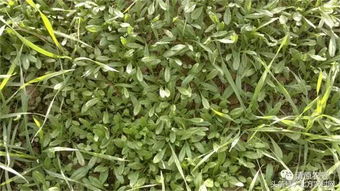 群友求助：繁缕怎么办？