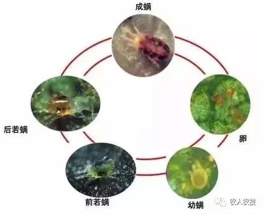 植物化学保护杀虫杀螨剂都有哪些呢？