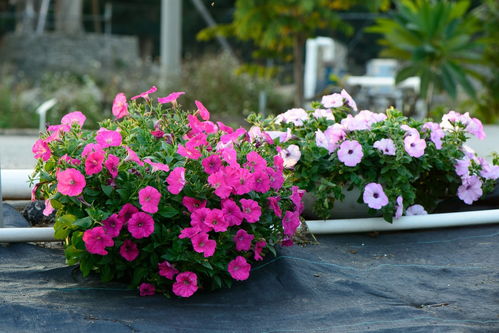 高海拔耐寒好养开花植物清单推荐