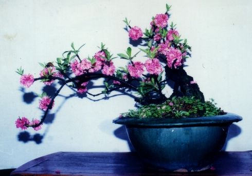 寿星桃花盆景养殖方法有讲究吗？揭秘养殖技巧