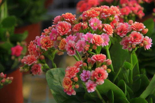 冬天的绿意，我选耐寒花草！