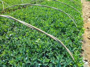 冬青的应用和种植条件