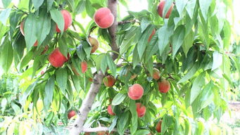 冬桃品种推荐：甜度高爆款，选对品种享美味