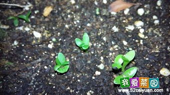 北方南方蔬菜种子种植时间表